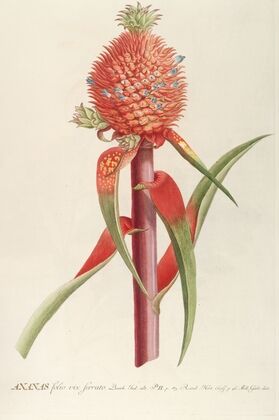 Ananas II