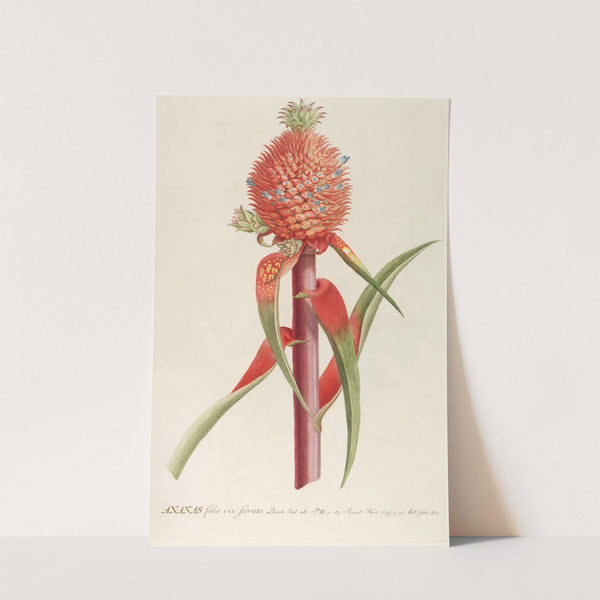 Ananas II by Georg Dionysius Ehret