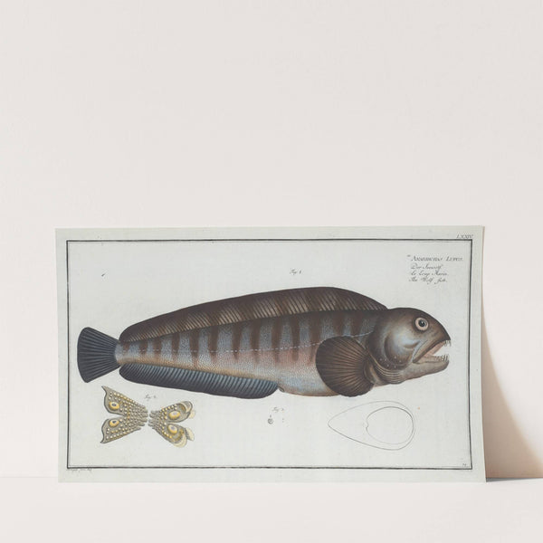 Anarihchas Lupus, The Wolf Fish. (1785-1797) by Marcus Elieser Bloch