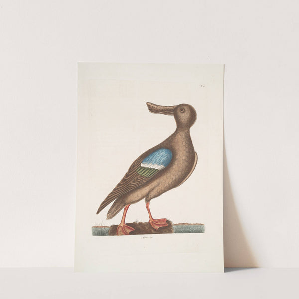 Anas Americanus, The Blue-wing Shoveler. by Mark Catesby