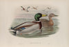 Anas boschas. Mallard, or Wild Duck. (1862-1873)