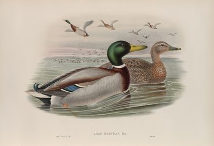 Anas boschas. Mallard, or Wild Duck. (1862-1873)