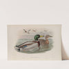 Anas boschas. Mallard, or Wild Duck. (1862-1873) by John Gould