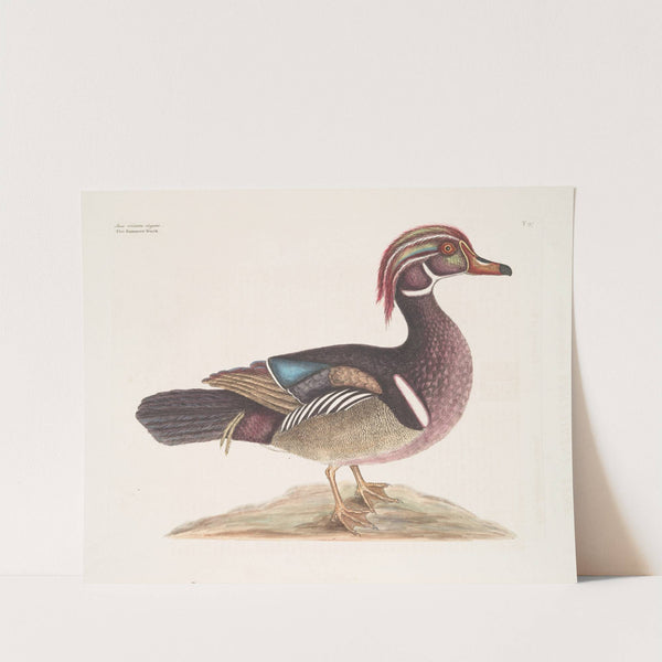 Anas cristata elegans, The Summer Duck. by Mark Catesby