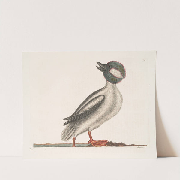 Anas minor, The Buffel's Head Duck. by Mark Catesby