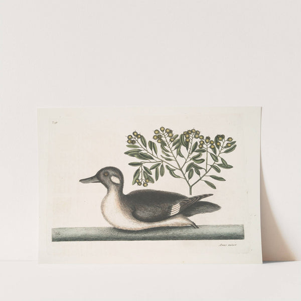 Anas minor, The little brown Duck. by Mark Catesby