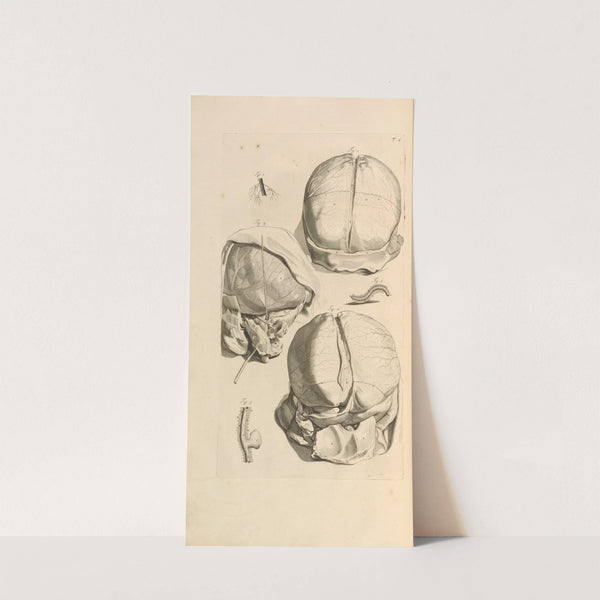 Anatomia humani corporis Pl.007 by Gerard de Lairesse