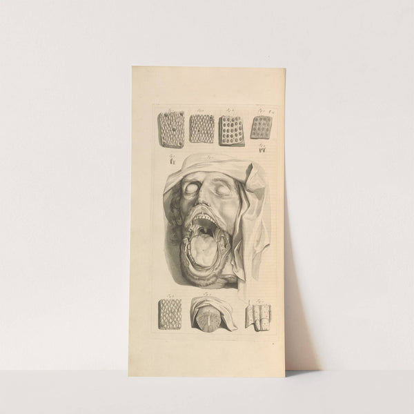 Anatomia humani corporis Pl.014 by Gerard de Lairesse