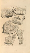 Anatomia humani corporis Pl.040