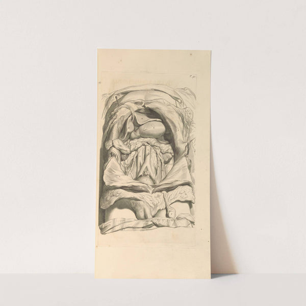 Anatomia humani corporis Pl.042 by Gerard de Lairesse