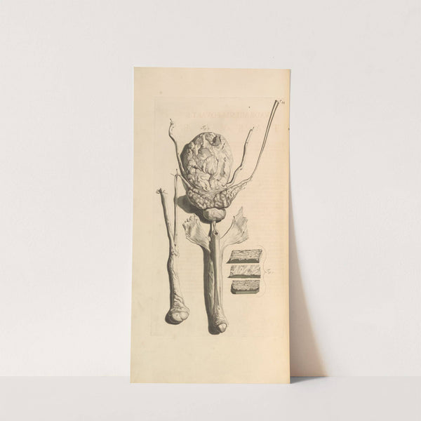 Anatomia humani corporis Pl.045 by Gerard de Lairesse