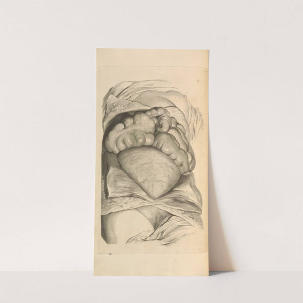 Anatomia humani corporis Pl.055 by Gerard de Lairesse