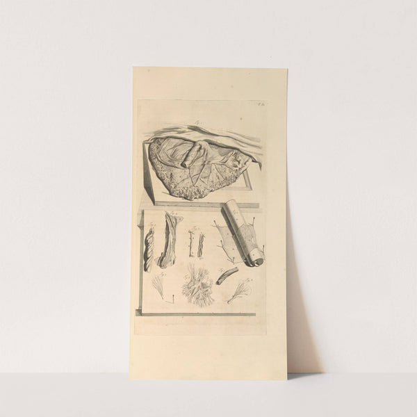 Anatomia humani corporis Pl.062 by Gerard de Lairesse