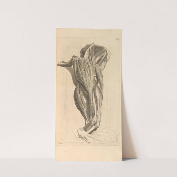 Anatomia humani corporis Pl.067 by Gerard de Lairesse