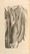 Anatomia humani corporis Pl.076