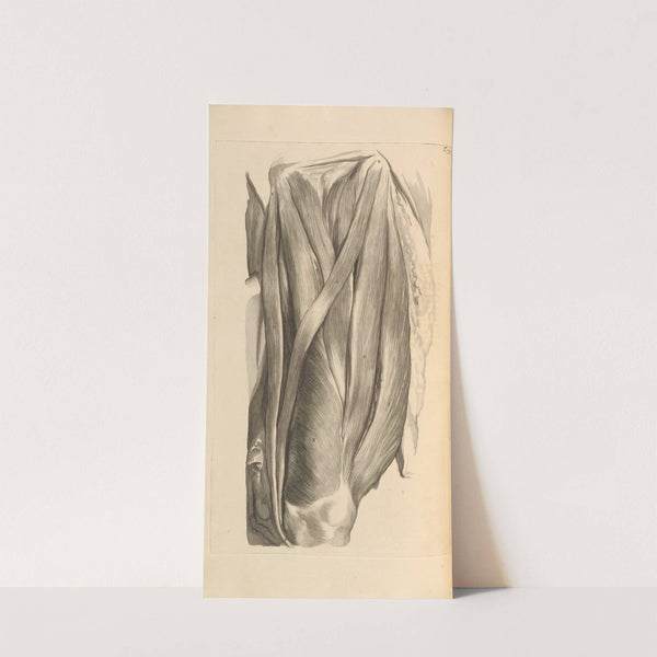 Anatomia humani corporis Pl.076 by Gerard de Lairesse