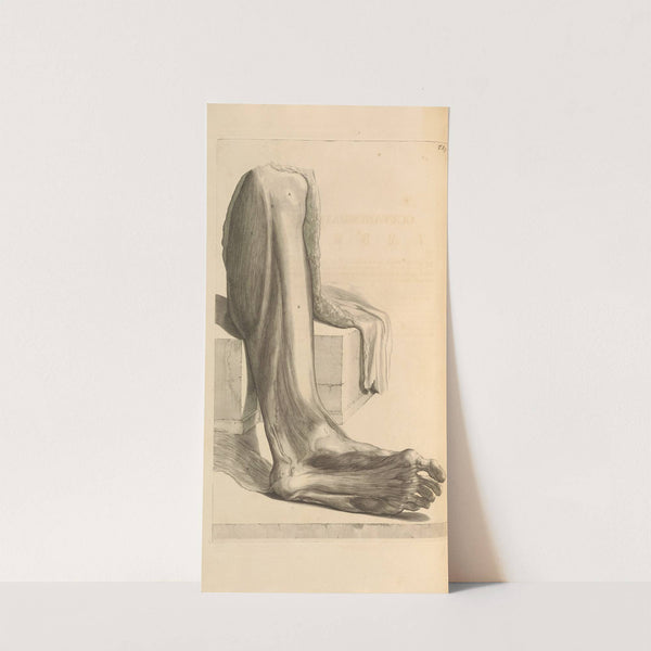 Anatomia humani corporis Pl.084 (1685) by Gerard de Lairesse