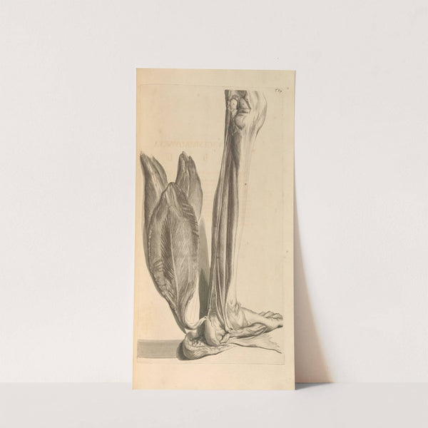 Anatomia humani corporis Pl.085 (1685) by Gerard de Lairesse