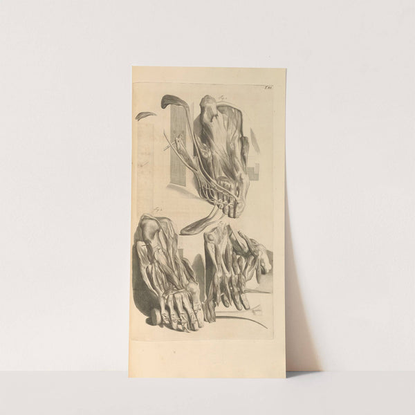 Anatomia humani corporis Pl.087 (1685) by Gerard de Lairesse