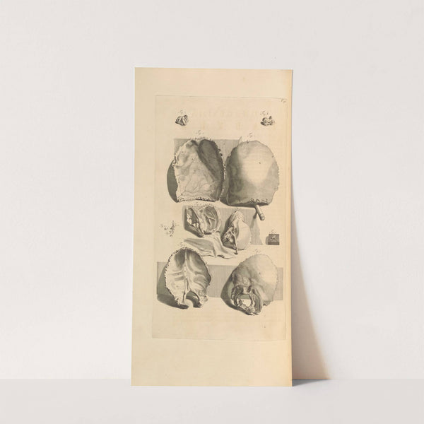 Anatomia humani corporis Pl.091 (1685) by Gerard de Lairesse