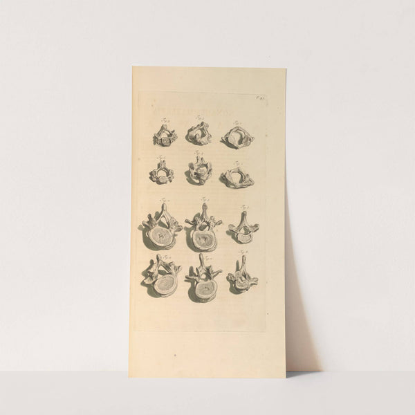 Anatomia humani corporis Pl.094 (1685) by Gerard de Lairesse