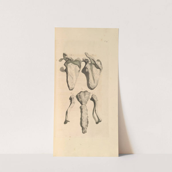 Anatomia humani corporis Pl.096 (1685) by Gerard de Lairesse