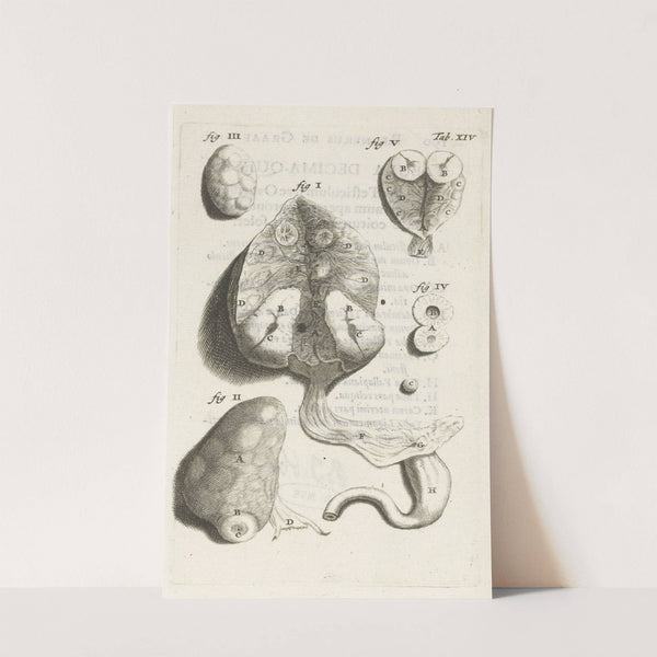 Anatomical detail image of various female genitalia (1672) by Hendrik Bary