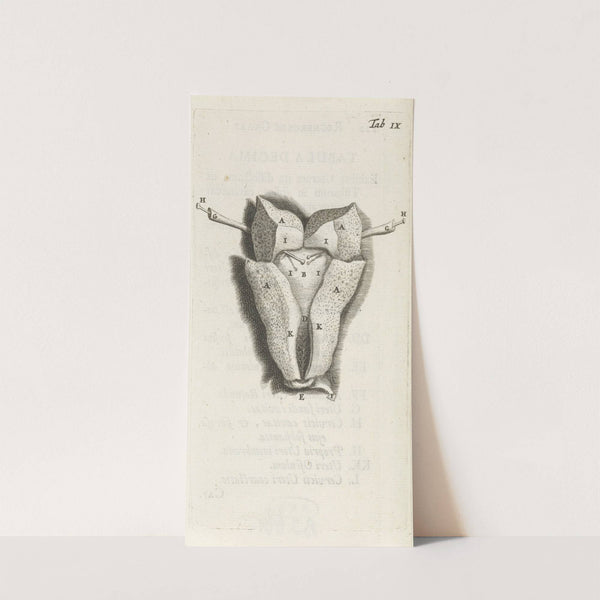 Anatomical drawing of the inside of the uterus. (1672) by Hendrik Bary