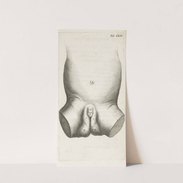 Anatomical illustration of a child’s penis (1672) by Hendrik Bary