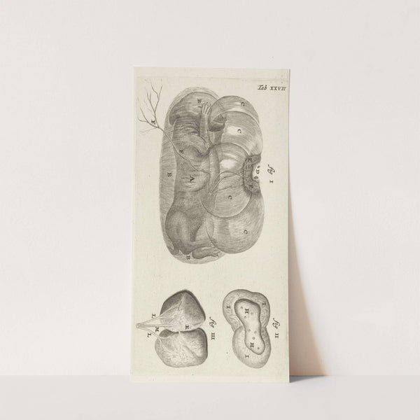 Anatomical illustration of a rabbit fetus in the uterus and the placenta (1672) by Hendrik Bary