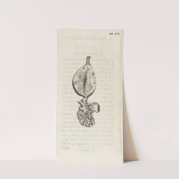 Anatomical illustration of an ovary (1672) by Hendrik Bary