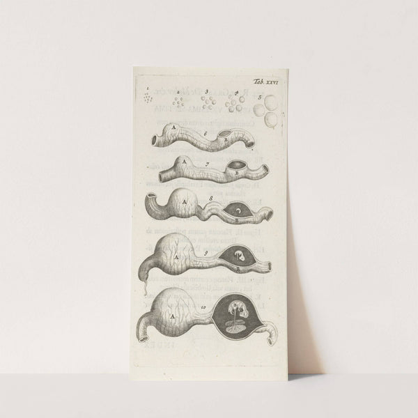 Anatomical illustration of growth stages of the embryo in the uterus (1672) by Hendrik Bary
