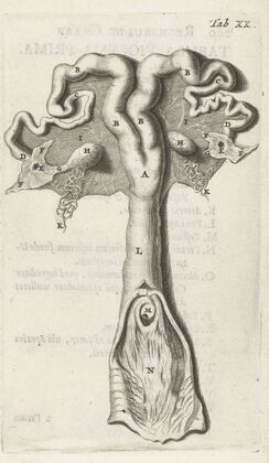 Anatomical illustration of the cervix, uterus, fallopian tubes and ovaries (1672)