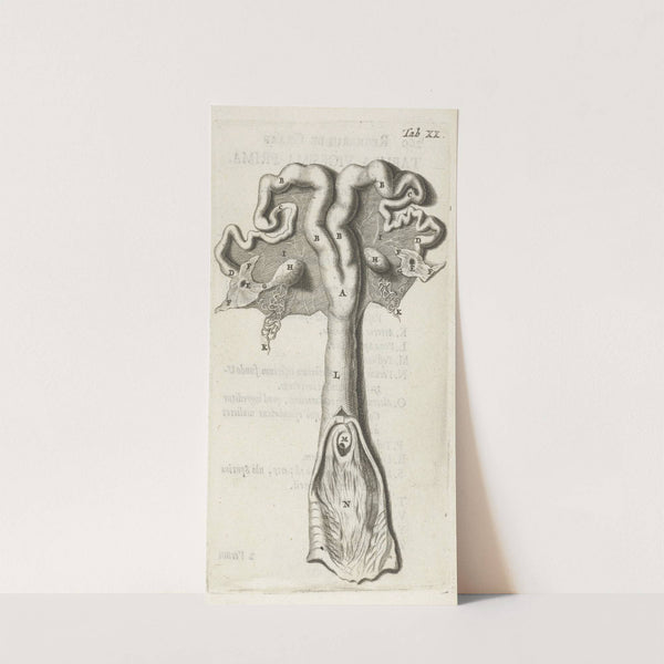 Anatomical illustration of the cervix, uterus, fallopian tubes and ovaries (1672) by Hendrik Bary