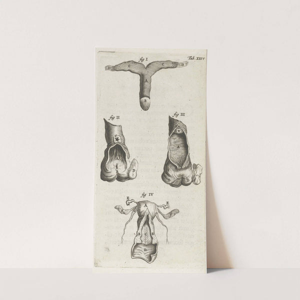 Anatomical illustration of the clitoris, vagina and uterus (1672) by Hendrik Bary