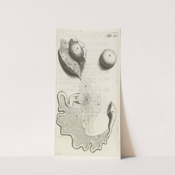 Anatomical illustration of the fallopian tube and ovaries (1672) by Hendrik Bary