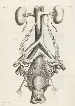 Anatomical illustration of the female reproductive organs and kidneys. (1672)