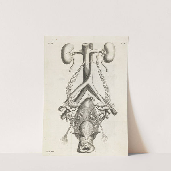 Anatomical illustration of the female reproductive organs and kidneys. (1672) by Hendrik Bary