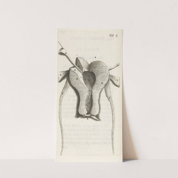 Anatomical illustration of the inside of the uterus (1672) by Hendrik Bary