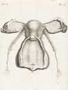 Anatomical illustration of the inside of the uterus, fallopian tube and ovaries (1672)