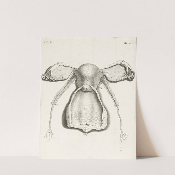 Anatomical illustration of the inside of the uterus, fallopian tube and ovaries (1672) by Hendrik Bary