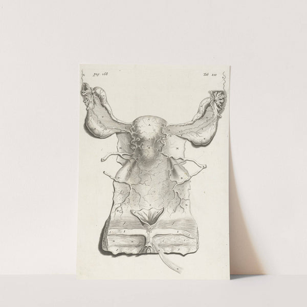 Anatomical illustration of the inside of the uterus. (1672) by Hendrik Bary