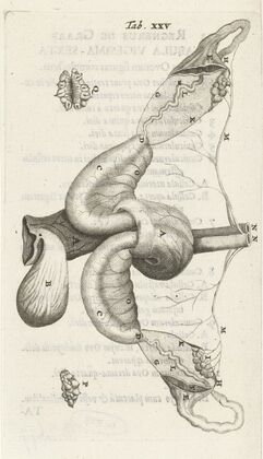Anatomical illustration of the ovaries and fallopian tubes (1672)