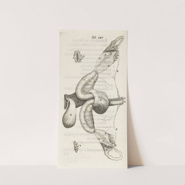 Anatomical illustration of the ovaries and fallopian tubes (1672) by Hendrik Bary