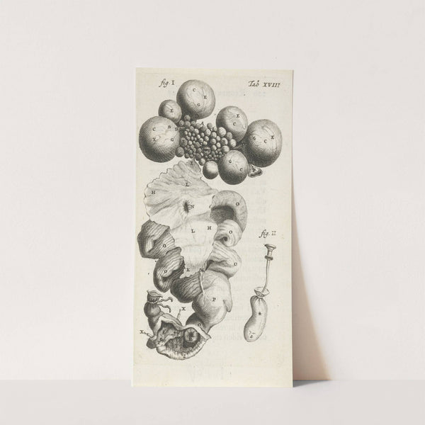 Anatomical illustration of the path of the egg in the uterus (1672) by Hendrik Bary