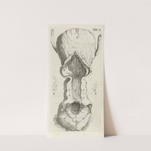 Anatomical illustration of the vagina and the uterus (1672) by Hendrik Bary