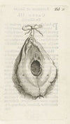 Anatomical illustration of the vagina (1672)