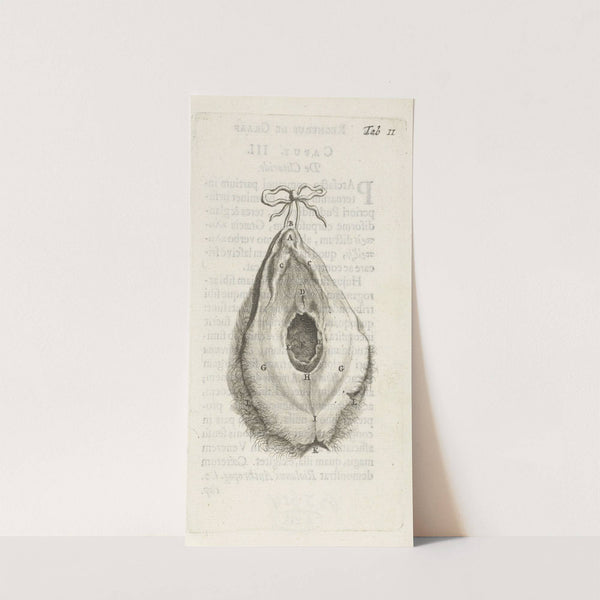Anatomical illustration of the vagina (1672) by Hendrik Bary