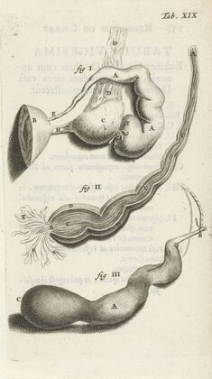 Anatomical illustration of various female genitalia. (1672)