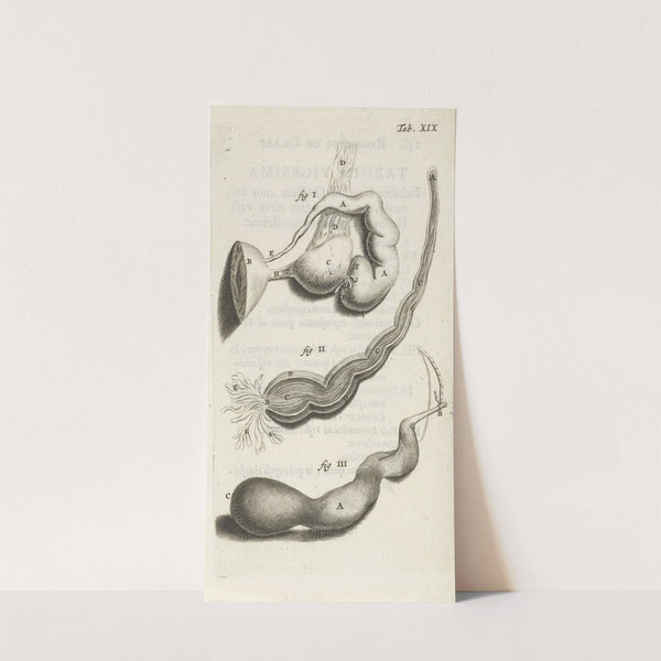 Anatomical illustration of various female genitalia. (1672) by Hendrik Bary